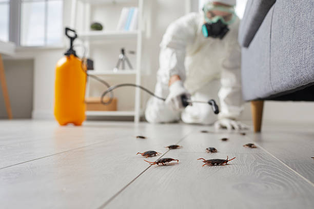 Trusted Cockroach Control service in English Creek, NJ - Nex Pest Control